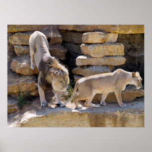 Lion and lionness walking on the rocks poster