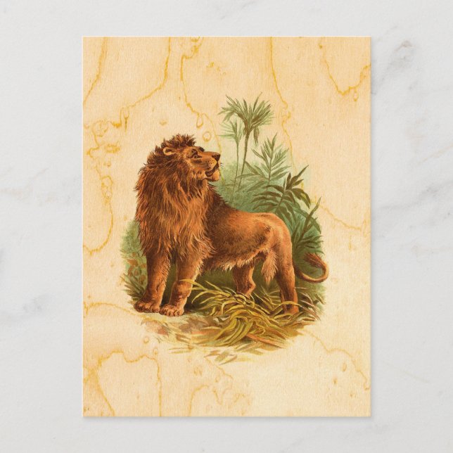 Lion and Palm Trees Vintage Postcard (Front)