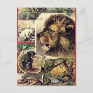 Lion and wild animals vintage circus show postcard