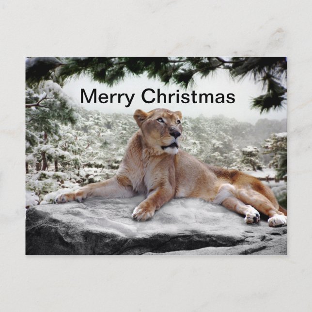 Lion at Christmas Holiday Postcard (Front)