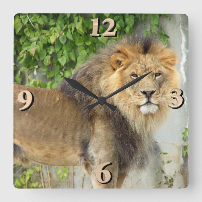 Lion at Maasai Mara 2 Square Wall Clock (Front)