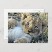 Lion Baby Postcard (Front/Back)