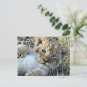 Lion Baby Postcard (Standing Front)