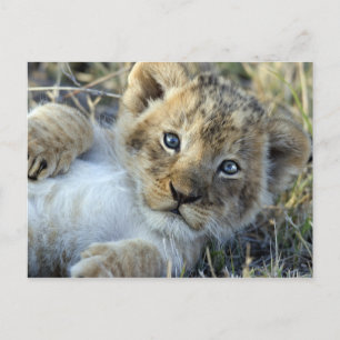 Lion Baby Postcard
