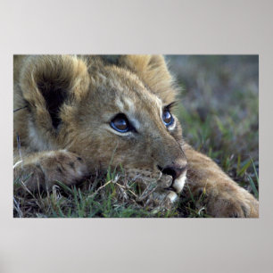 Lion Baby Poster
