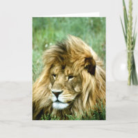 Lion  birthday card