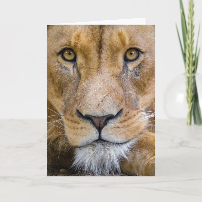 LION BIRTHDAY GREETING CARD (Front)