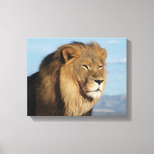 Lion Canvas Print