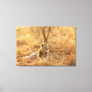 Lion Canvas Print