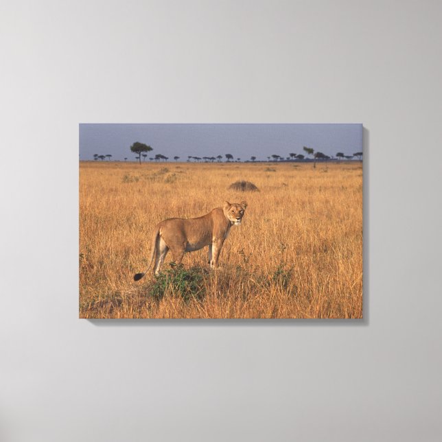 Lion Canvas Print (Front)
