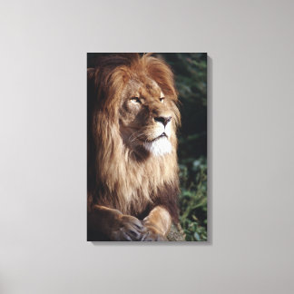 lion canvas print
