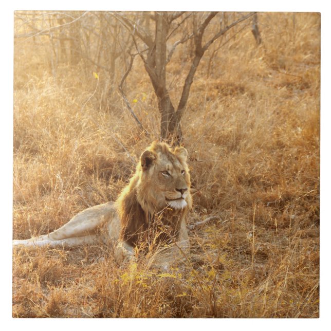 Lion Ceramic Tile (Front)