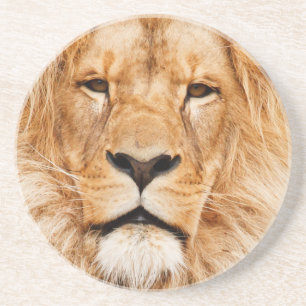 Lion Coaster