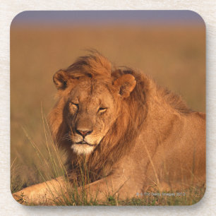 Lion Coaster