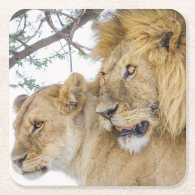 Lion Couple Coasters (Front)