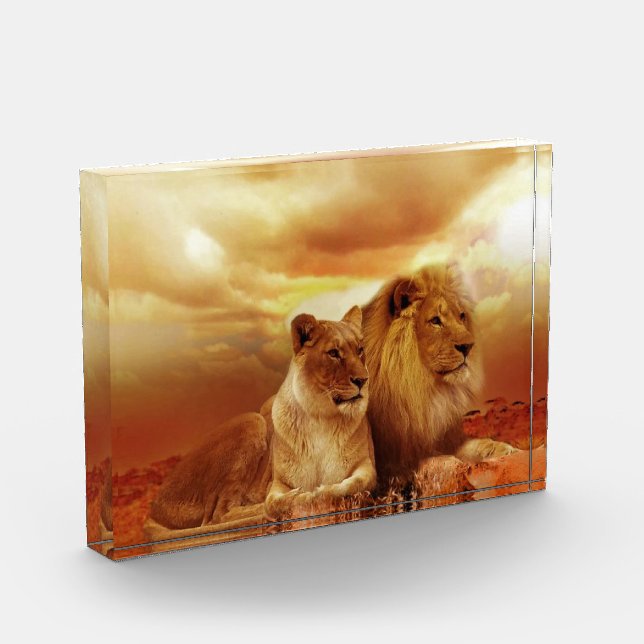 Lion couple in the safari photo block (Left)