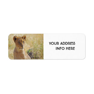 LION CUB