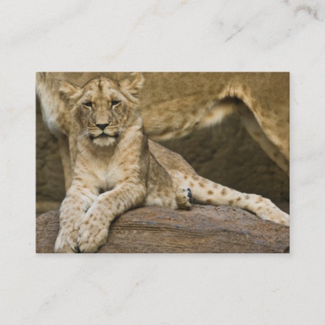 Lion Cub 2011 Pocket Calendar (UK) Business Card (Front)