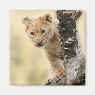 Lion Cub Climbing a Tree Cute Photo Magnet
