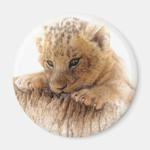 Lion cub close cute eyes lookout magnet
