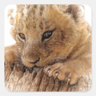 Lion cub close cute eyes lookout square sticker
