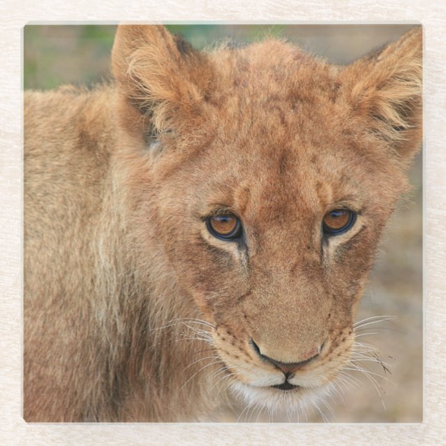 Lion Cub Glass Coaster (Front)