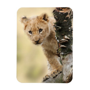 Lion Cub Magnet