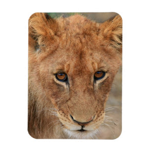 Lion Cub Magnet