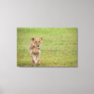 lion cub, Panthera leo, Kgalagadi Transfrontier Canvas Print