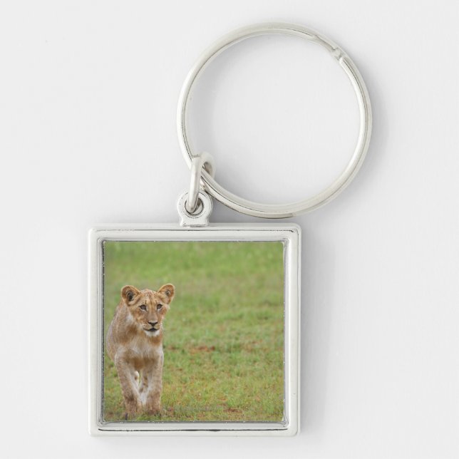 lion cub, Panthera leo, Kgalagadi Transfrontier Key Ring (Front)
