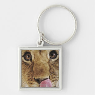 Lion cub (Panthera leo) licking nose, close-up Key Ring