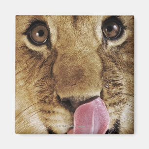 Lion cub (Panthera leo) licking nose, close-up Magnet