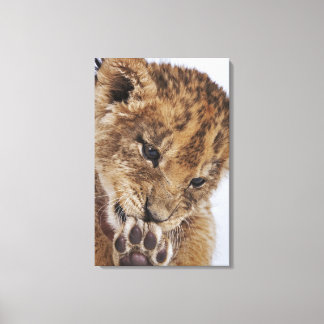 Lion cub (Panthera leo) licking paw, close-up Canvas Print
