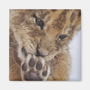 Lion cub (Panthera leo) licking paw, close-up Magnet