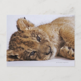 Lion cub (Panthera leo) lying on side, close-up Postcard