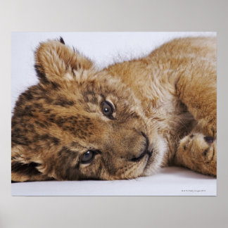 Lion cub (Panthera leo) lying on side, close-up Poster
