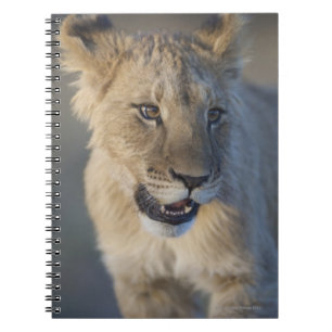 Lion Cub (Panthera Leo)   Namibia Notebook