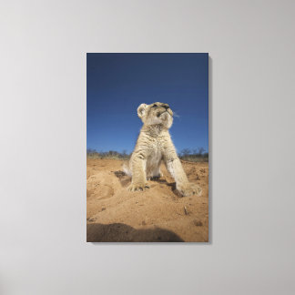 Lion Cub (Panthera Leo) sitting on sand, Namibia Canvas Print