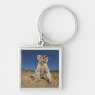 Lion Cub (Panthera Leo) sitting on sand, Namibia Key Ring