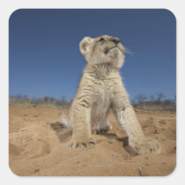 Lion Cub (Panthera Leo) sitting on sand, Namibia Square Sticker (Front)