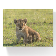 Lion Cub Photo Taken In The Wild