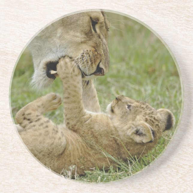 Lion Cub Playing Coaster (Front)
