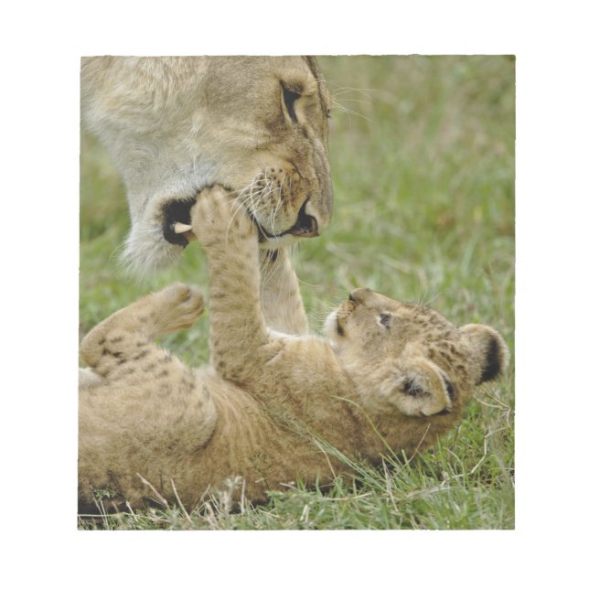 Lion Cub Playing Notepad (Front)