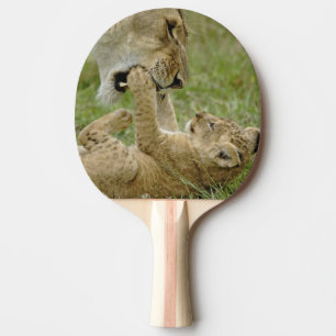 Lion Cub Playing Ping Pong Paddle