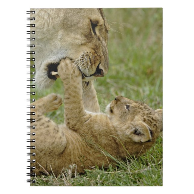 Lion Cub Playing Spiral Notebook (Front)