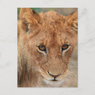 Lion Cub Postcard