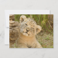 Lion Cub