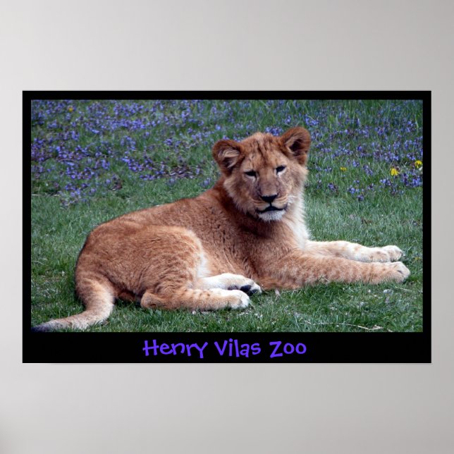 LION CUB POSTER (Front)