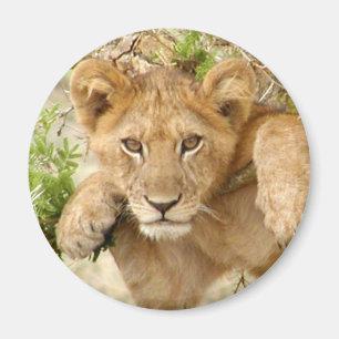 Lion Cub ROUND Magnet