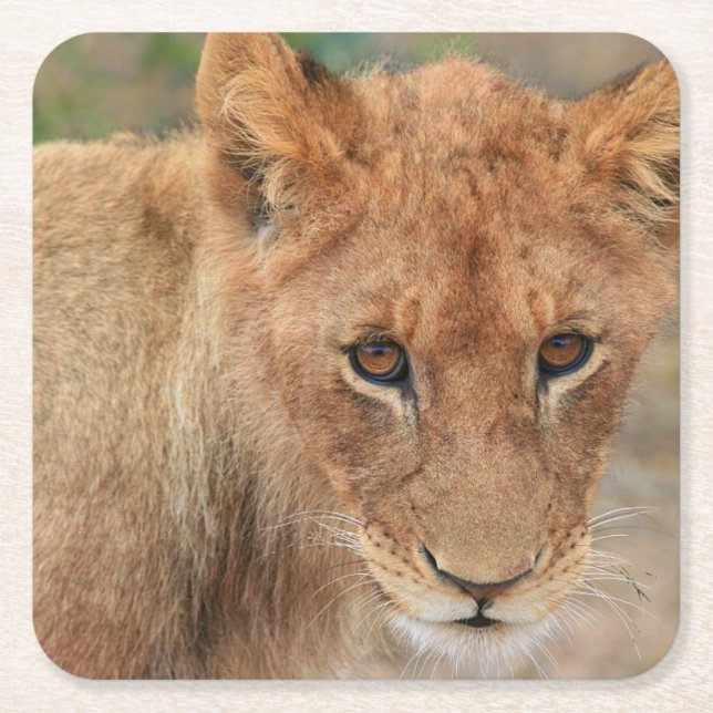 Lion Cub Square Paper Coaster (Front)